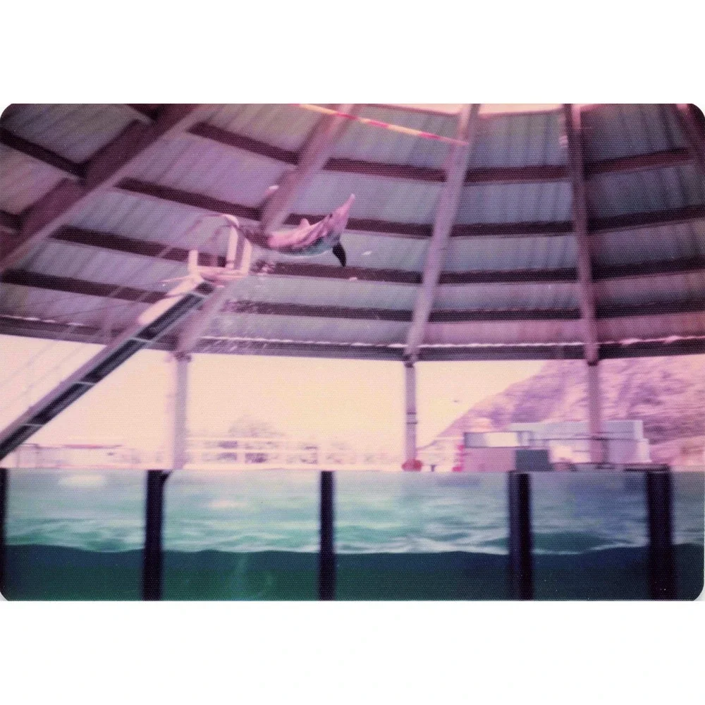 Vintage 1970s Sea Life Park Hawaii Dolphin Seal Show Lot of 6 Photos 3.5x5 - Picture 6 of 6
